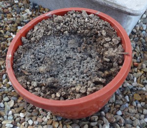 余ったコンクリートを植木鉢の土で濾過し固めている様子